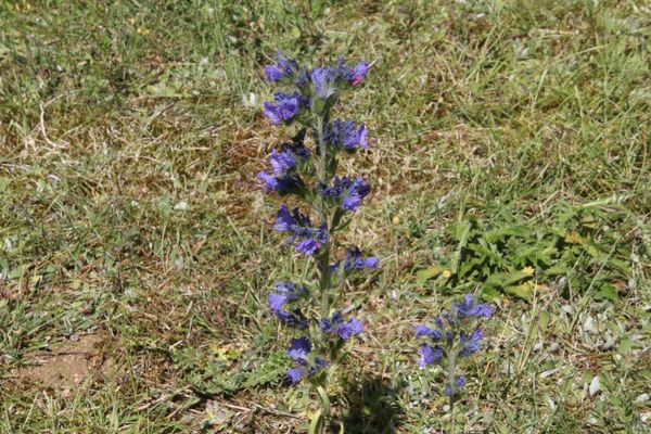 photo of Vipers Bugloss