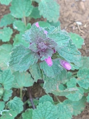 photo of Red Dead Nettle