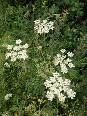 photo of Hogweed