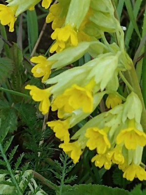 photo of Cowslip