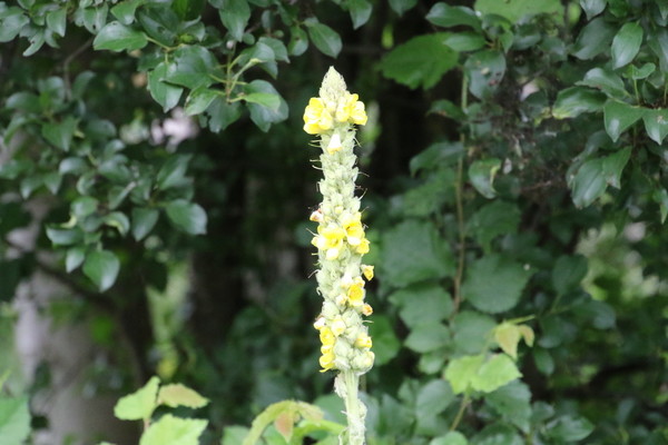 photo of Great Mullein