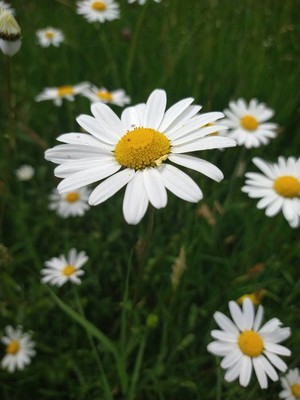 photo of Oxeye Daisy