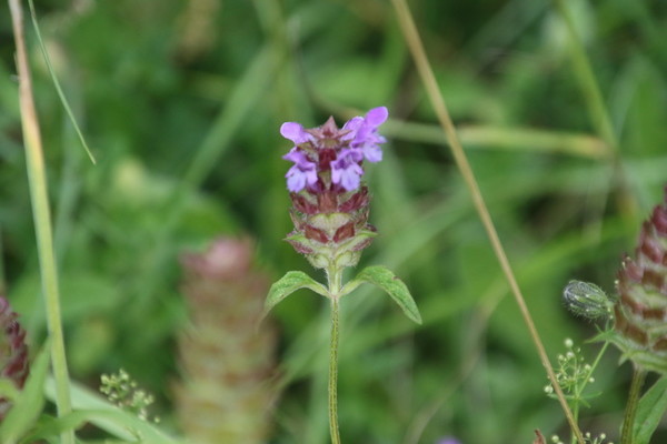 photo of Selfheal