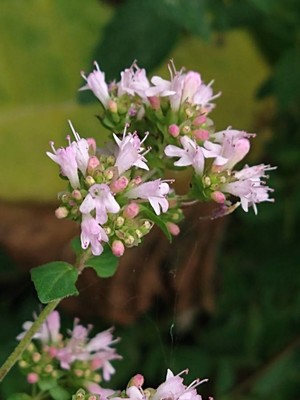 photo of Wild Marjoram