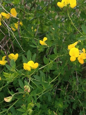photo of Bird's Foot Trefoil