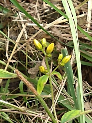 photo of Hairy St John's Wort