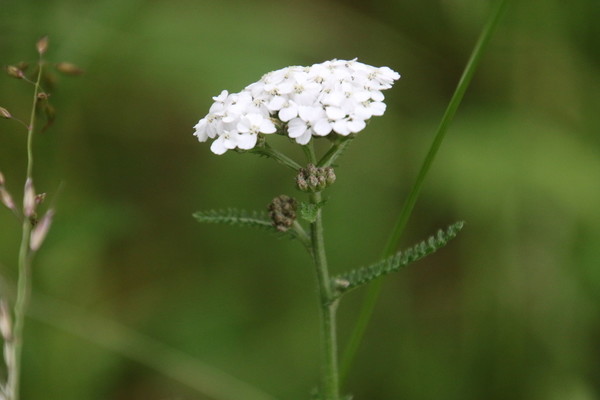 photo of Yarrow