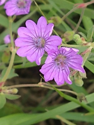 photo of Hedgerow Crane's Bill
