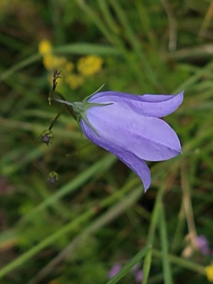 photo of Harebell