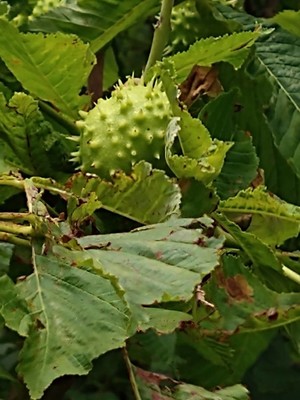 photo of Horse Chestnut