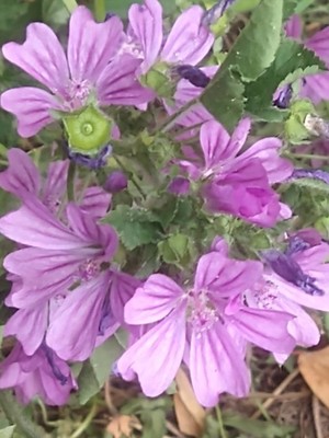 photo of Common Mallow
