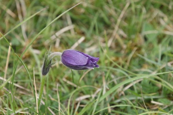 photo of Pasqueflower