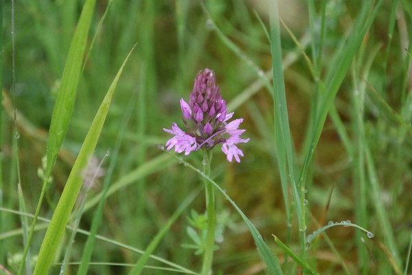 photo of Pyramidal Orchid