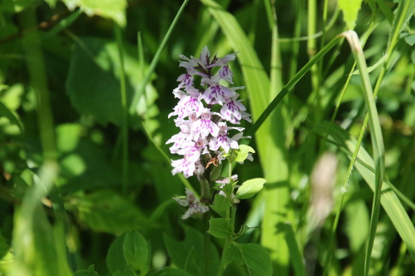 photo of Common Spotted Orchid