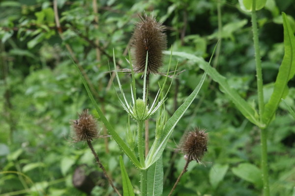 photo of Teasel