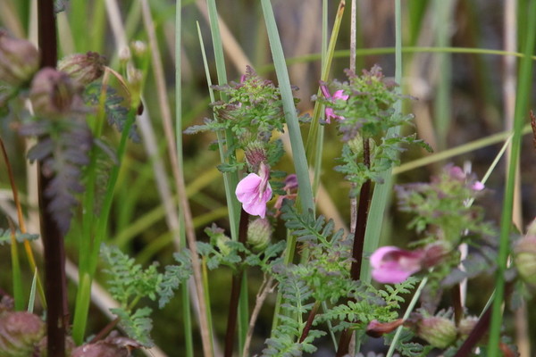 photo of Marsh Lousewort