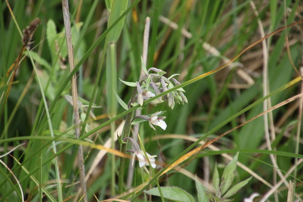 photo of Marsh Helleborine