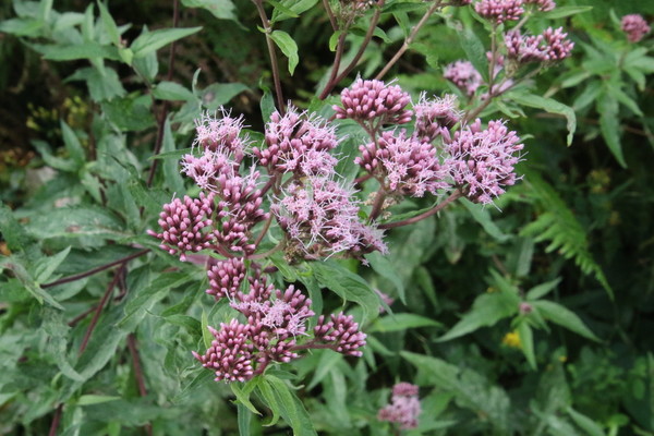 photo of Hemp Agrimony