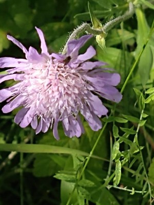 photo of Field Scabious