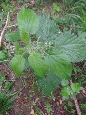photo of Common Nettle