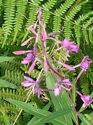 photo of Rosebay Willowherb