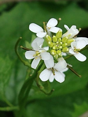 photo of Garlic Mustard