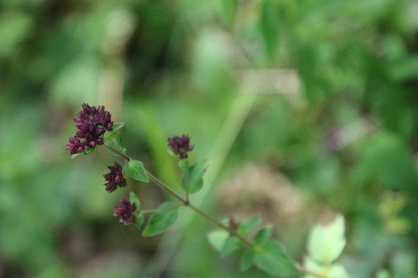 photo of Wild Marjoram