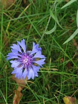 photo of Cornflower