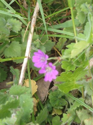 photo of Dove's Foot Crane's Bill