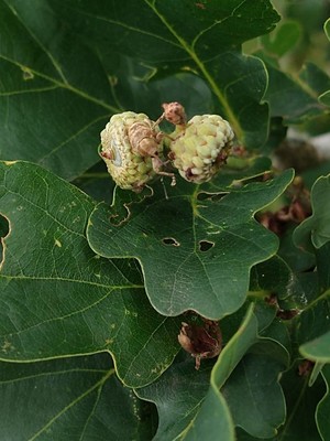 photo of Pedunculate Oak