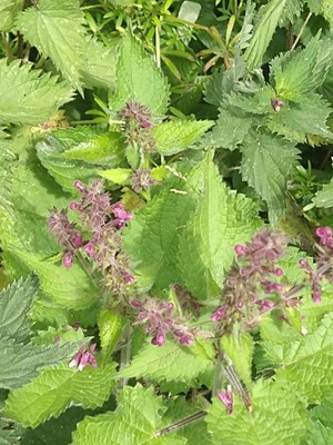 photo of Hedge Woundwort