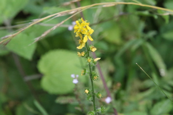 photo of Agrimony
