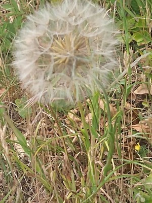 photo of Goat's Beard