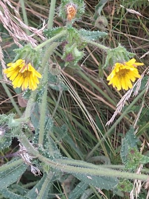 photo of Bristly Oxtongue