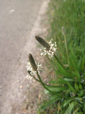 photo of Ribwort Plantain