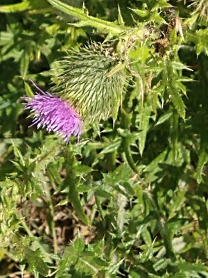 photo of Spear Thistle