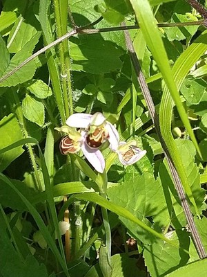 photo of Bee Orchid