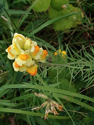 photo of Common Toadflax