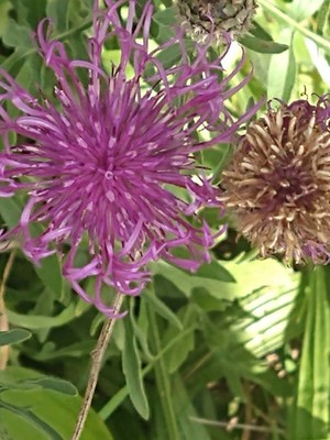 photo of Brown Knapweed