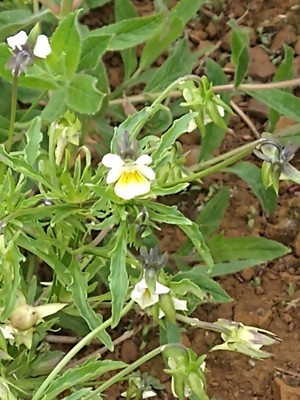 photo of Field Pansy