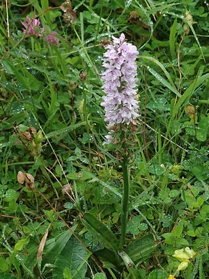 photo of Common Spotted Orchid