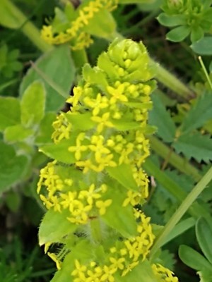 photo of Crosswort