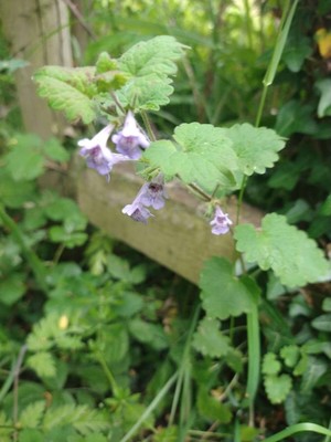 photo of Ground Ivy
