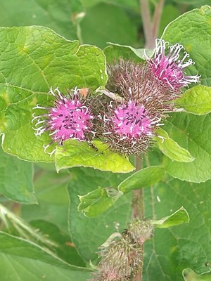 photo of Lesser Burdock