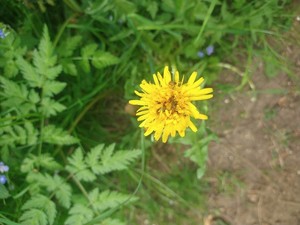 photo of Dandelion