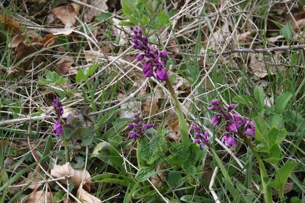 photo of Early Purple Orchid