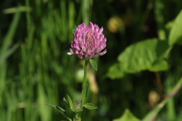 photo of Red Clover