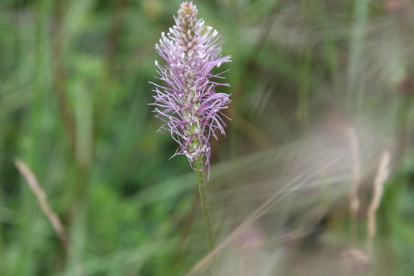 photo of Hoary Plantain