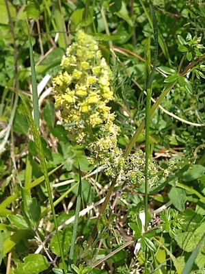photo of Wild Mignonette