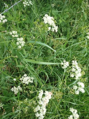 photo of Cow Parsley
